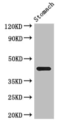 IHC-plus™ SLC35A2 / UGT Antibody