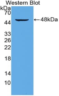 CD28 Antibody (aa33-174)