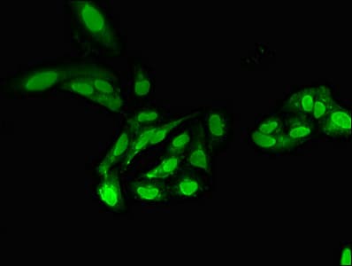 PP2Ac / PPP2CA Antibody