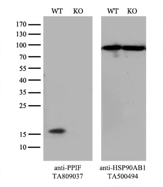 PPIF / Cyclophilin F Antibody (clone OTI6E7)