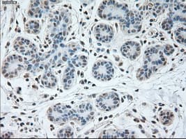 USP13 Antibody (clone OTI4G11)