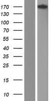 CENTD2 / ARAP1 Protein (Over-Expression Lysate Myc-DDK (Flag))