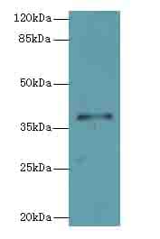 PLCXD1 Antibody