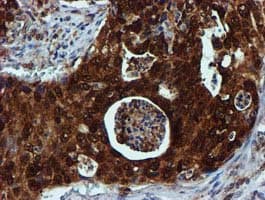 SPR Antibody (clone OTI2C6)