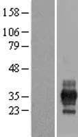 RFPL1 Protein (Over-Expression Lysate Myc-DDK (Flag))