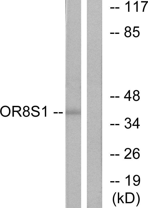 Polyclonal Rabbit anti-Human OR8S1 Antibody (WB)