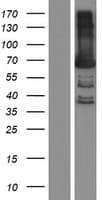 BTN3A3 Protein (Over-Expression Lysate Myc-DDK (Flag))