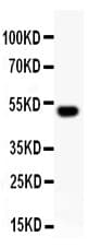 CBFA1 / RUNX2 Antibody (aa244-278)