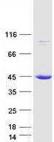 Human EEF2KMT / FAM86A Protein (Recombinant Myc-DDK (Flag))
