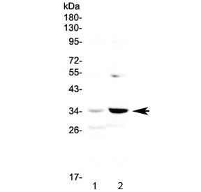 AP-1 / JUND Antibody