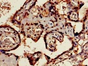 Polyclonal Rabbit anti-Human SIGLEC7 / CD328 Antibody (IHC, IF, WB)