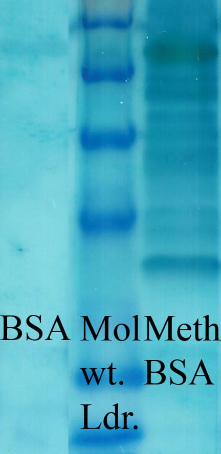 Methyl-Lysine Antibody (Biotin)