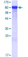 Human THOP1 / Thimet Oligopeptidase Protein (Recombinant GST)