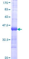 Human EVL Protein (Recombinant GST, N-terminus)