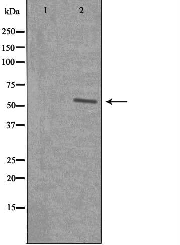 SF3B4 Antibody
