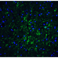 Polyclonal Rabbit anti-Human IRGM / LRG-47 Antibody (IHC, IF, WB)