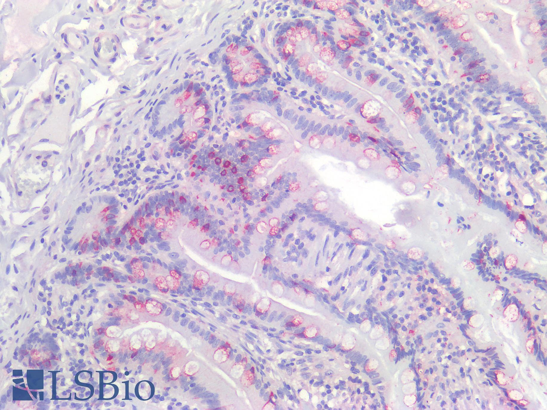 IHC-plus™ Mucin 2 / MUC2 Antibody