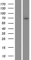 CYP4B1 Protein (Over-Expression Lysate Myc-DDK (Flag))