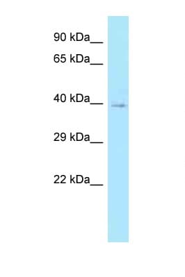 CFHR1 Antibody (aa29-78, Biotin)