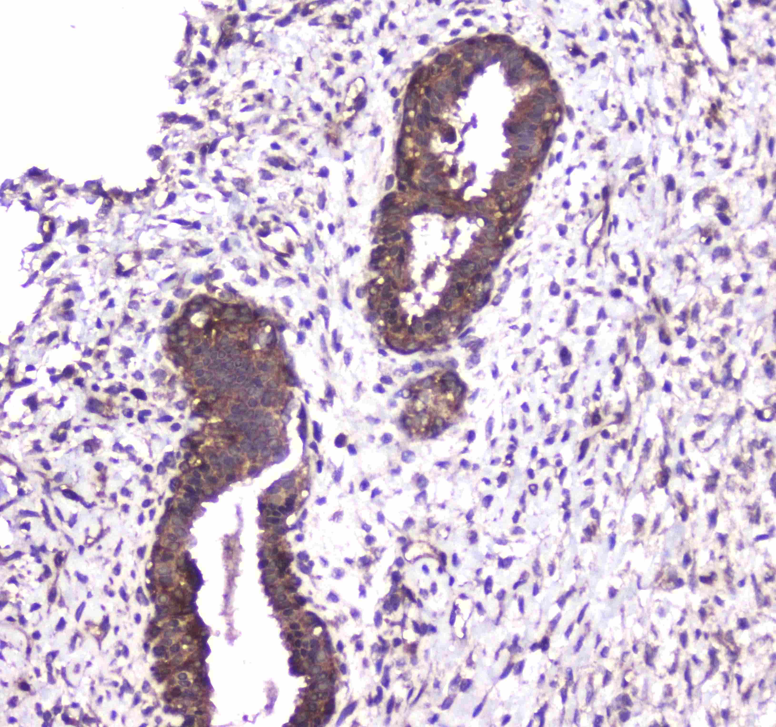 CASP4 / Caspase 4 Antibody