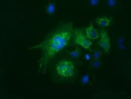 FAHD2A Antibody (clone OTI9G1)