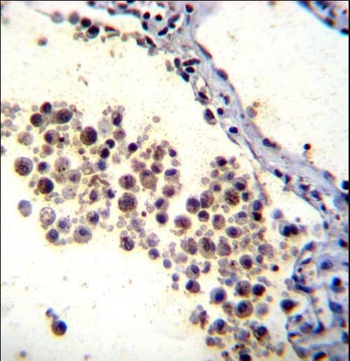 DOK3 Antibody (aa293-321)