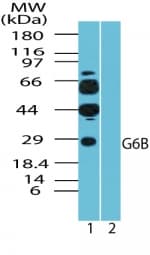 Polyclonal Rabbit anti-Human C6orf25 Antibody (aa1-50, WB)