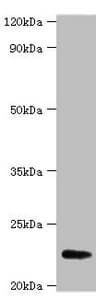 FGF21 Antibody