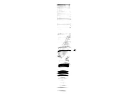 SWI6 Antibody