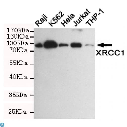 XRCC1 Antibody