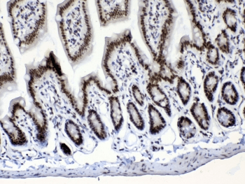 MSI1 / Musashi 1 Antibody