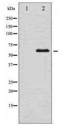 MYC / c-Myc Antibody