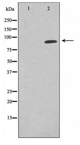Epsin 1 / EPN1 Antibody