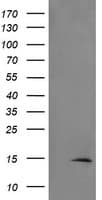 TSC22D3 / GILZ Antibody (clone OTI3F3)