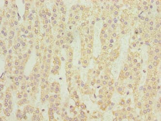 NMUR1 Antibody