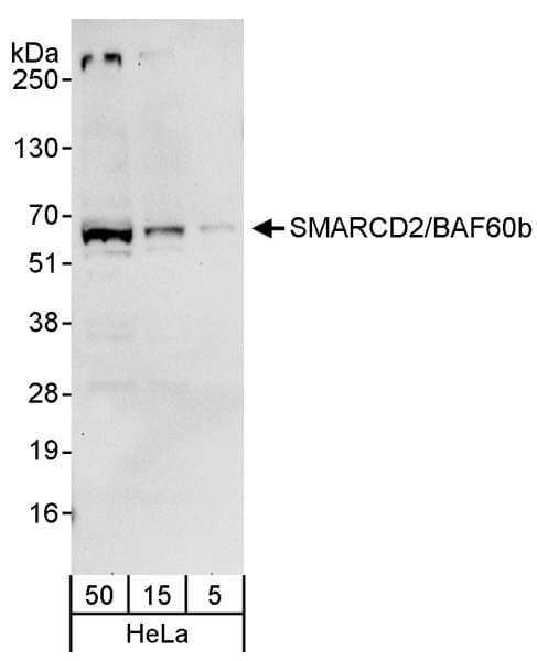 BAF60B / SMARCD2 Antibody (aa425-475)