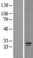 CHCHD3 Protein (Over-Expression Lysate Myc-DDK (Flag))