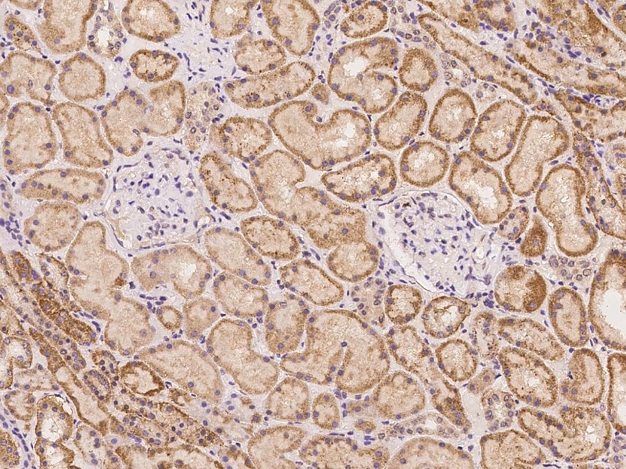 STAC Antibody