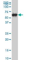 CLK3 Antibody (clone 5B2)
