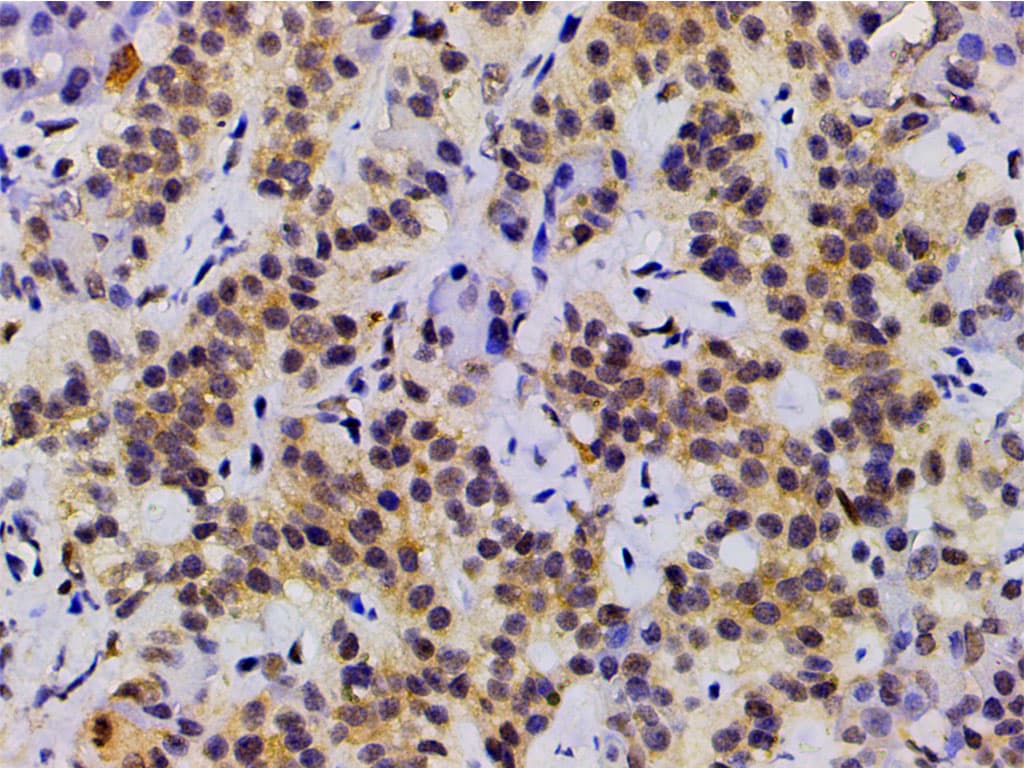 EFNB2 / Ephrin B2 Antibody