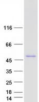 Human RCC1 Protein (Recombinant Myc-DDK (Flag))