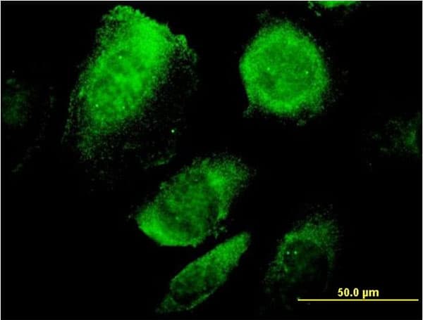 BAP29 / BCAP29 Antibody (clone 4B10)