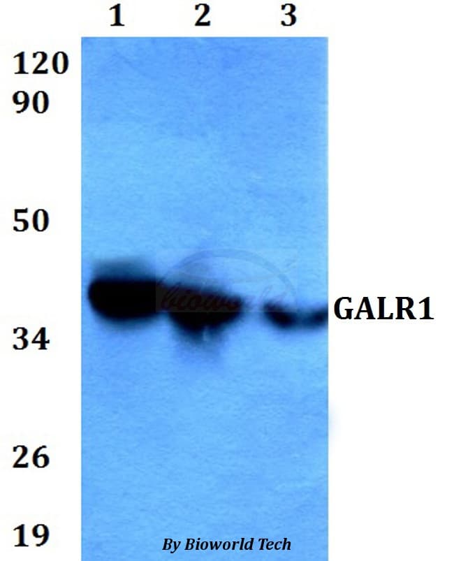 GALR1 / Galanin Receptor 1 Antibody