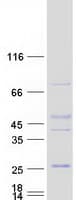 Human GAPT Protein (Recombinant Myc-DDK (Flag))