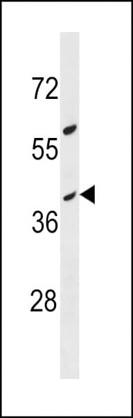 OR10G8 Antibody (aa284-311)