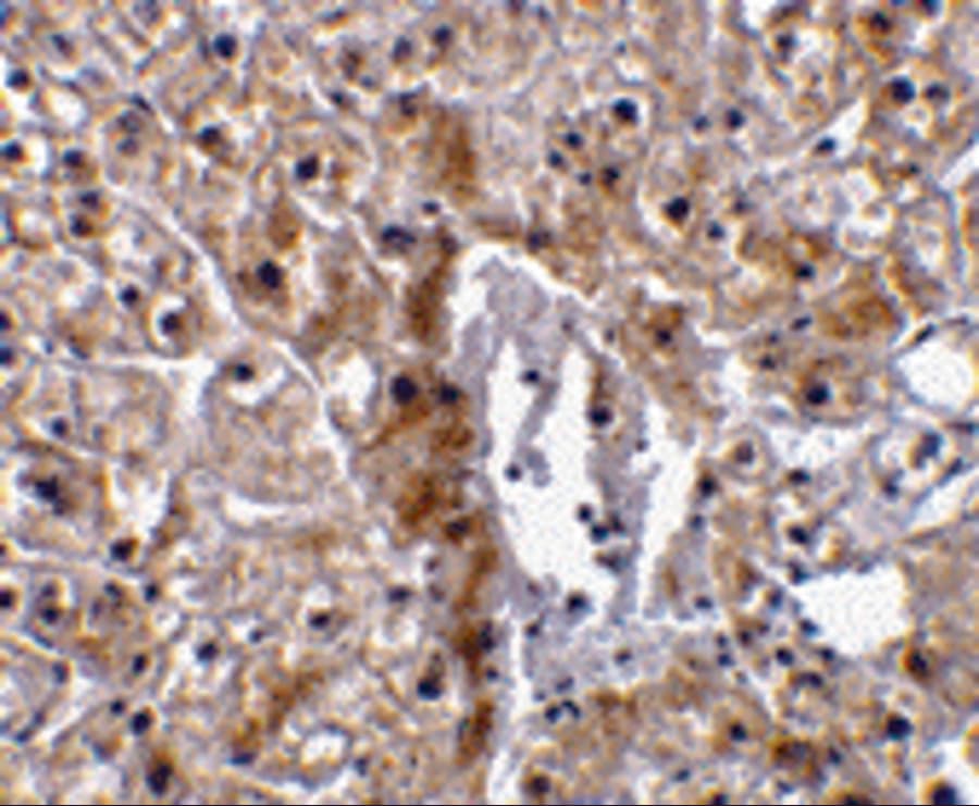 CASP12 / Caspase 12 Antibody