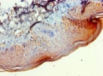 BCAT2 Antibody (aa28-392)