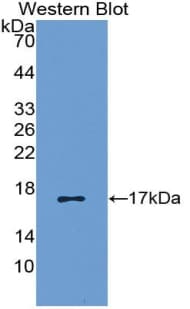 CCL5 / RANTES Antibody (aa24-91)