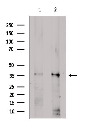 SLC39A1 Antibody