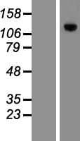 MPHOSPH9 Protein (Over-Expression Lysate Myc-DDK (Flag))